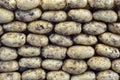 Group of brown fresh potatoes. Many fresh organic potatoes as a background. Royalty Free Stock Photo